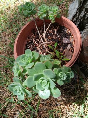 El sufrimiento de los jardines